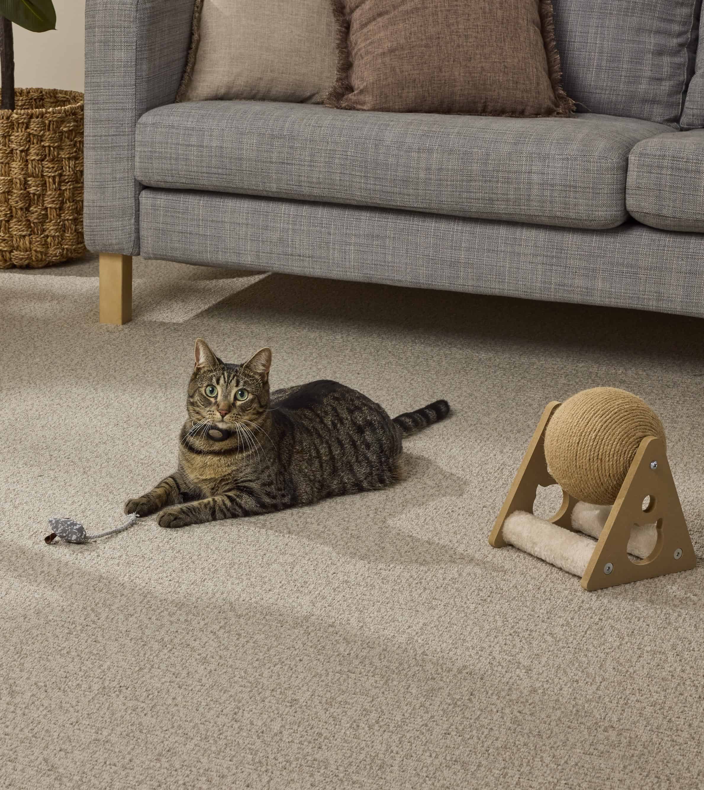 V403434 Ultra pet and Rendezvoux carpets May 202630051 - Copy